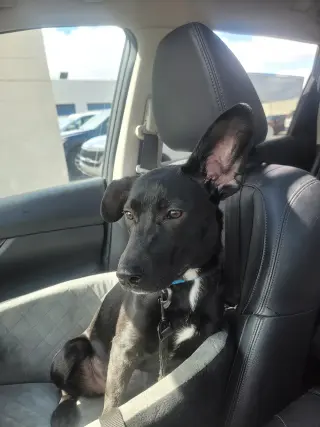Angie *Video* Needs Foster