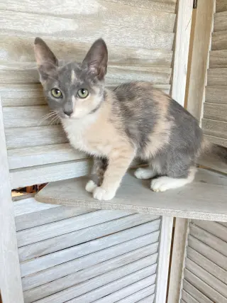 Sweetie