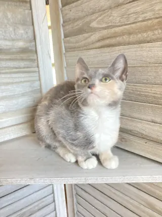 Sweetie