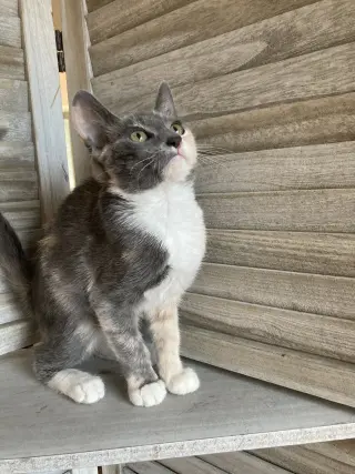 Sweetie