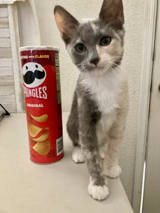 Sweetie