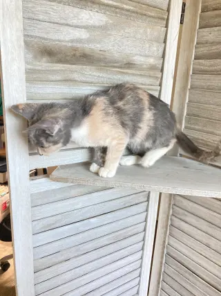 Sweetie