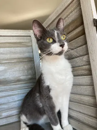 Monkey