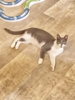 Monkey