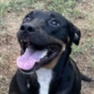 Tom - (Courtesy Post) Adopt Me!