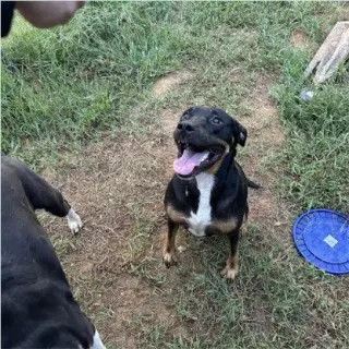Tom - (Courtesy Post) Adopt Me!