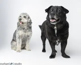 Bonded Pair - Cooper & Artie