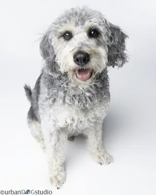 Bonded Pair - Cooper & Artie