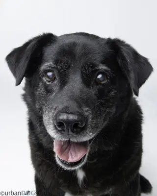 Bonded Pair - Cooper & Artie