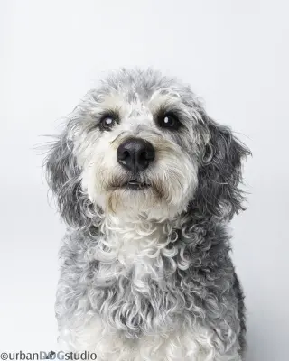 Bonded Pair - Cooper & Artie