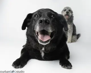 Bonded Pair - Cooper & Artie
