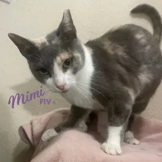 Mimi #demure-beauty