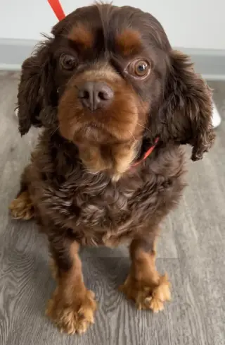 Buster