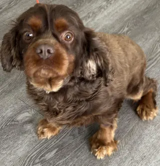 Buster