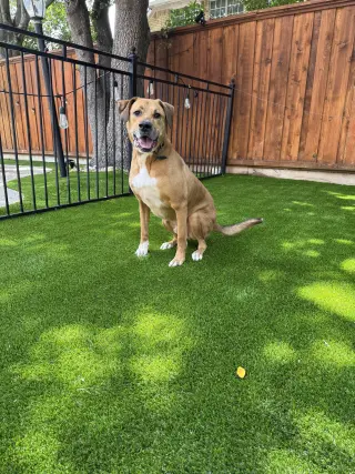 Logan