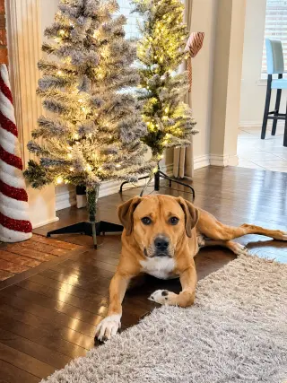 Logan