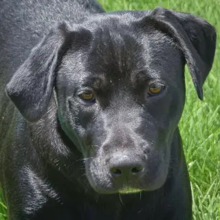 Xena
