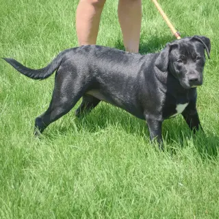 Xena
