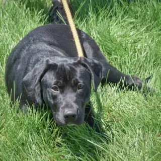 Xena