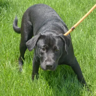 Xena