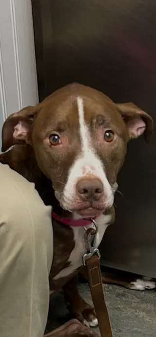 LUNA - Good Dogs Shouldn't Run Out of Time