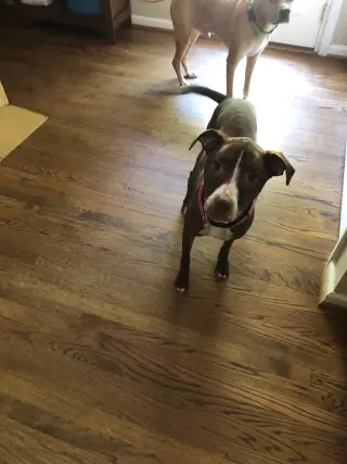 LUNA - Good Dogs Shouldn't Run Out of Time