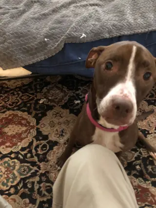 LUNA - Good Dogs Shouldn't Run Out of Time