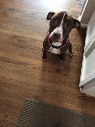 LUNA - Good Dogs Shouldn't Run Out of Time