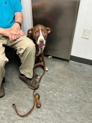 LUNA - Good Dogs Shouldn't Run Out of Time