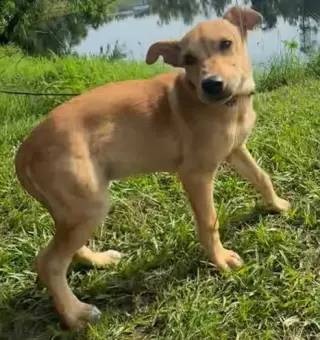 Dani