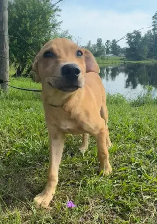 Dani
