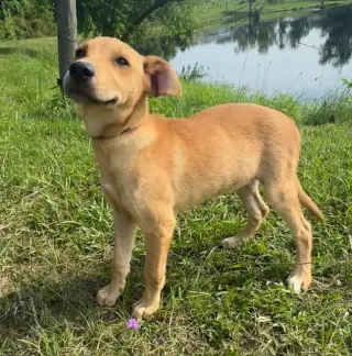 Dani