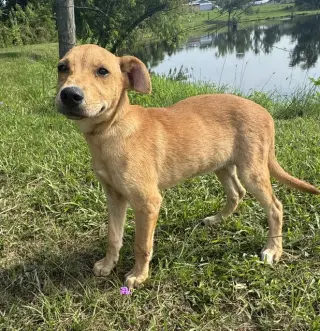 Dani