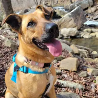 Lady Zadee