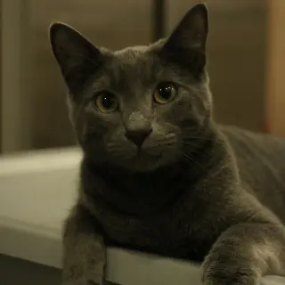 Babygray