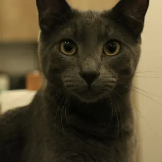 Babygray