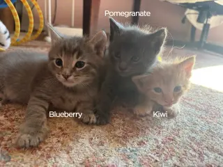 Pomegranate