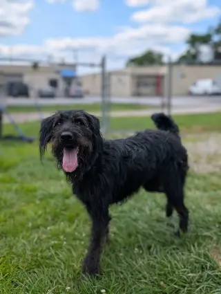 Jett