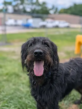 Jett