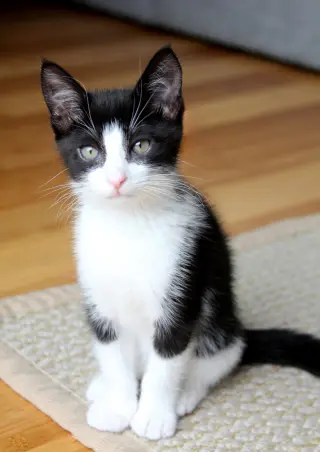 Pip II