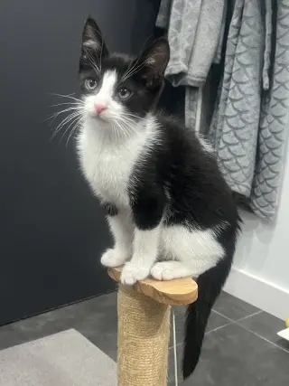 Pip II
