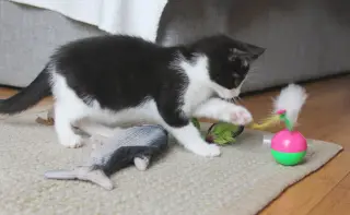 Pip II