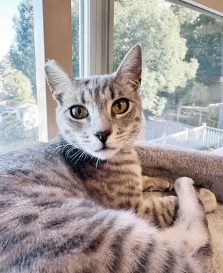 Pip