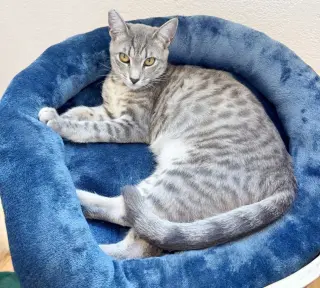 Pip