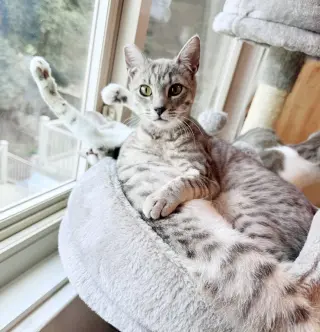 Pip