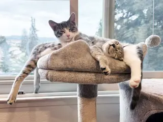 Pip