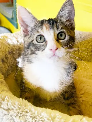 Sugar