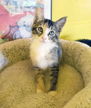 Sugar
