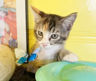Sugar