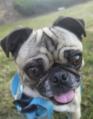 Nala
